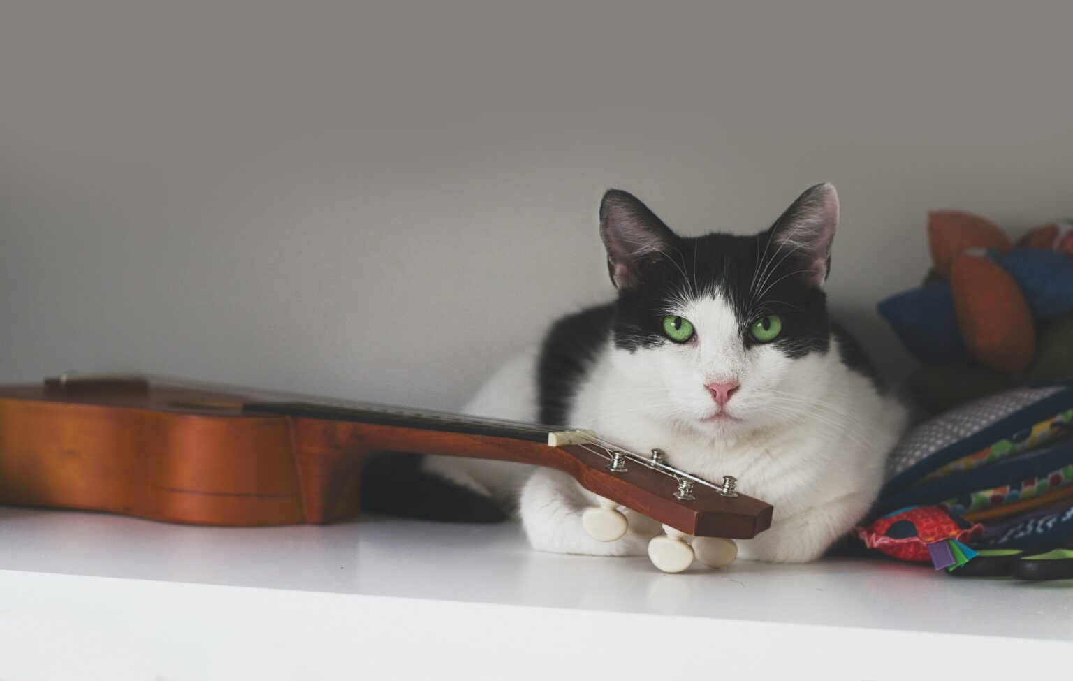 musique relaxante pour chat